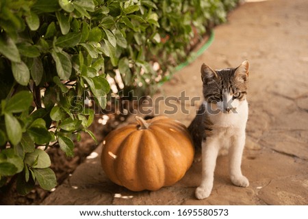 Halloween. Cute kitten playing with a pumpkin. 