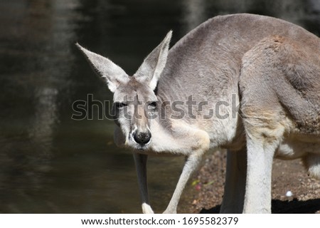 Grey kangaroo hoping along on the river bank