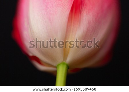 Close up macro image of a red and white tulip on black background. 