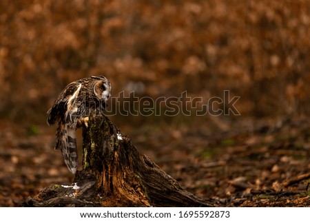 Landed Long-eared owl in brown background