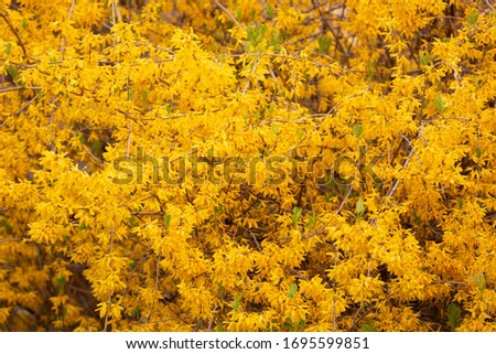 beautiful yellow background consisting of flowers