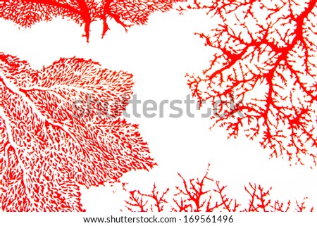 Red coral print on the white background.