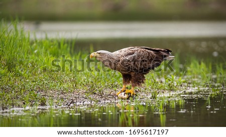 Massive white-tailed eagle, haliaeetus albicilla, sitting on a catch of fish by a lake in wetland. Powerful adult bird with white head and strong yellow talons holding prey and feeding near water.