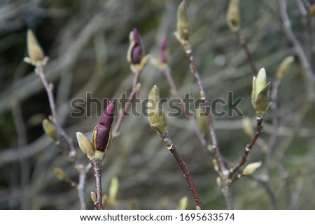 Magnolia flower buds on blurred background                              