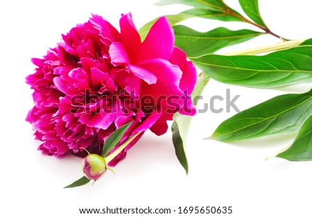 One pink peony isolated on a white background.