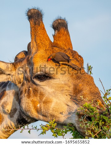 a Giraffe and Oxpecker in golden hour light Kruger National Park South Africa