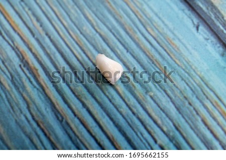 close up little fallen milk tooth with a crack on the blue background. tooth fairy.