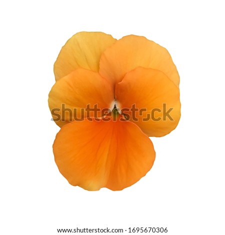 Orange Pansy Flower on White Background