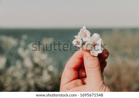 
Hand touches the petals of apricot trees by the sea