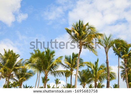 Tropical nature photo background with palm trees under blue sky at daytime