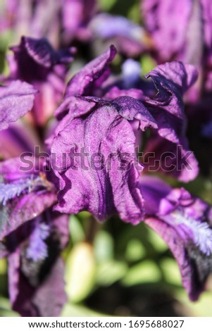 Tender petals of violet iris glowing in the sunlight