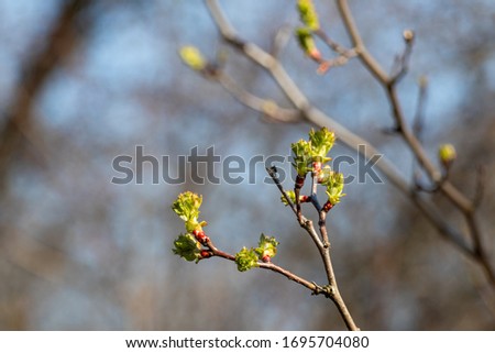 Young tree buds close-up on sunny spring day blurred blue background. New leaves growing on branches. Positive life time