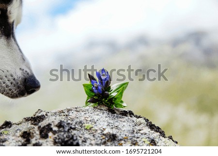 Flowers on the Rock Camlihemsin Rize Turkey
