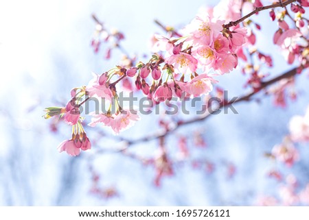 Amazing pink cherry blossoms on the Sakura tree in a blue sky.  Beautiful spring tree.