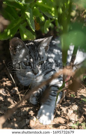 Kitten in the Garden Bush