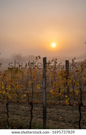 A foggy sunrise view in a vineyard near lake neusiedl in Burgenland in Austria during autum. Royalty-Free Stock Photo #1695737839