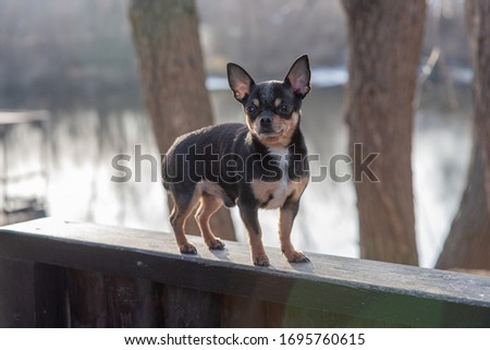Pet dog Chihuahua walks on the street. Chihuahua dog for a walk. Chihuahua black, brown and white. Cute puppy. Mini breed Chihuahua Smooth Shorthair. adorable puppy posing outdoors