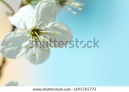 Selective blur, apple tree flowers in spring, delicate pastel background, white petals and yellow stamens on a blue background.
