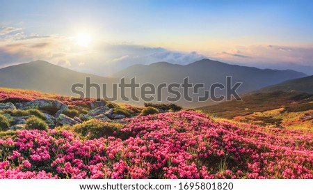 Panoramic view in lawn with rhododendron flowers. Mountains landscapes. Concept of nature rebirth. Save Earth. Amazing summer day. Location Carpathian, Ukraine, Europe. Royalty-Free Stock Photo #1695801820