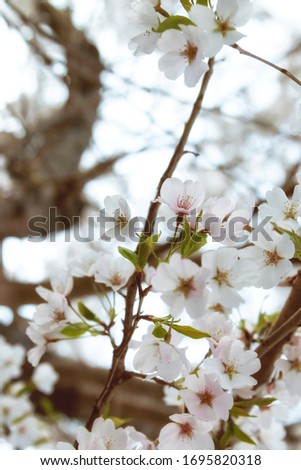 flowering cherry tree white blossoms close up on a sunny spring day outside, vertical.
