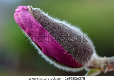 pink magnolia bud backlit, New Westminster, BC, Canada
