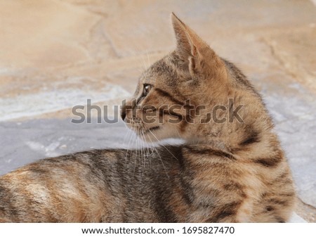 Young greek cat from Crete Island in outdoor