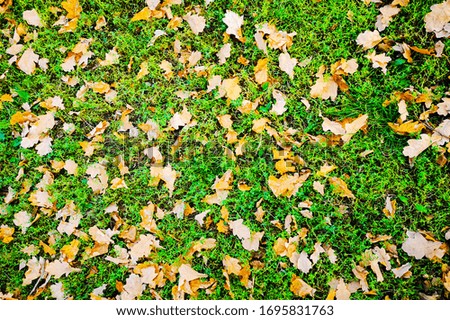 Texture.  Yellow autumn foliage lies on the lush green grass.  View from above.
