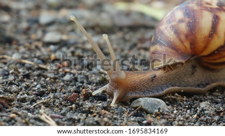 A brown snail walking slowly on the ground 