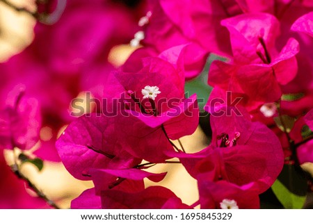 Picture of bright pink bougainvillea