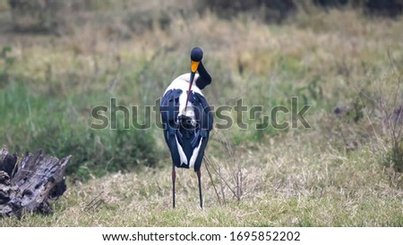 saddle billed stork preening at ngorongoro crater