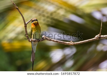 closeup shot of a beautiful bird in nature