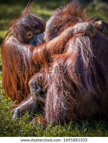 Baby Orangutan snuggles up to her mom
