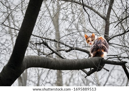 street cat sits on a tree branch color