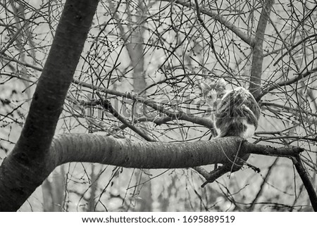 street cat sits on a tree branch black and wtite
