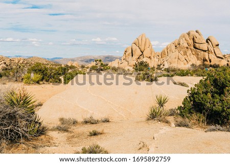 Desert Landscape with Cactus and Palm Trees