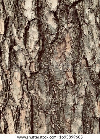 Old wood pine tree texture background. Close up of a seamless old wood tree bark pattern