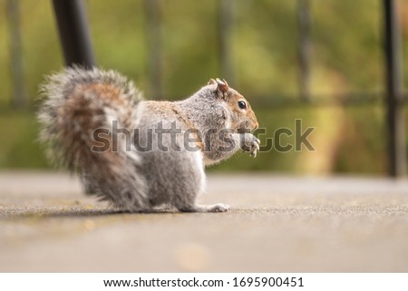 Charming squirrel eats nuts. Picture of an animal in the park. Gray mammal in its habitat. Wildlife photography. Green background