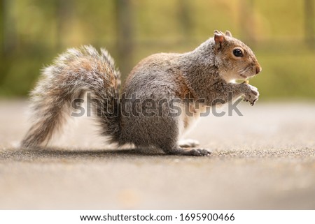 Picture of a funny squirrel with a nut. Feeding wild animals. Walk in a park or forest. Cute red mammal in the yard. Light green background. Wildlife photography.