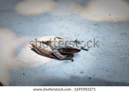 white frog on the floor