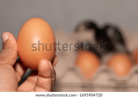 Holding a chicken egg with a picture of a black chick sitting in the background.