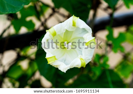 Moonflower or moon vine or tropical white morning-glory or Ipomoea alba flower half bloomed.