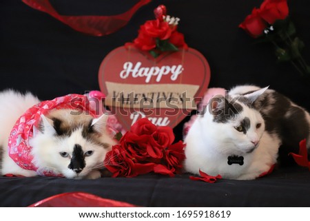 Two Cats on Valentine's Day