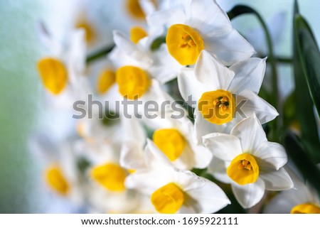 Narcissus flower shot, early spring image
