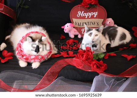 Two Cats on Valentine's Day