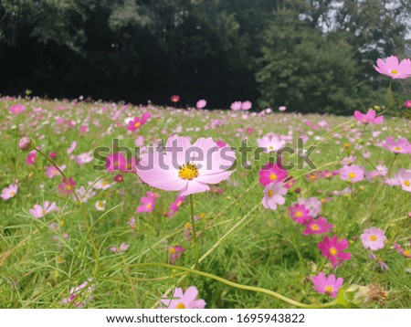 Pink flower fields in japan