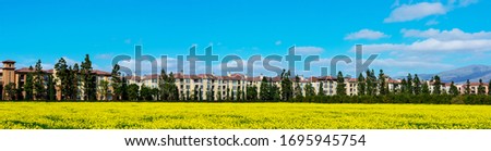 Panoramic view of blooming yellow mustard field in an urban neighborhood of Silicon Valley. Typical medium rise multifamily residential buildings under blue sky with light clouds.