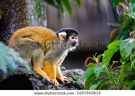 Black-Capped Squirrel Monkey (Saimiri boliviensis) is a small South American primate found in Bolivia, Brazil and Peru. Being omnivorous, it feeds on insects, eggs, fruits, flowers and vertebrates. Royalty-Free Stock Photo #1695969814