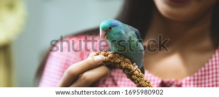 Exotic pet, cute Forpus parrot bird on woman hand with millet spray feed, Forpus parrot is new famous tiny bird pet in Thailand Royalty-Free Stock Photo #1695980902