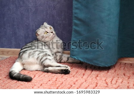 A Scottish fold cat lies near green curtains and looks up