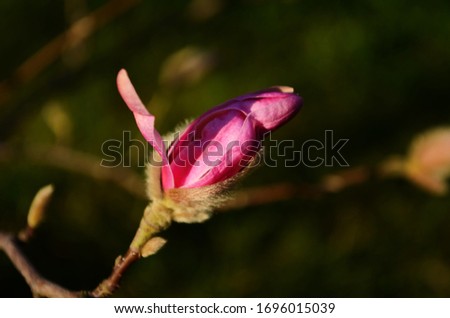 Loebner Magnolia pink flower on the branch close up